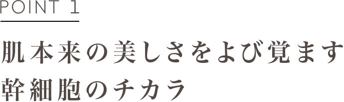 POINT1 肌本来の美しさをよび覚ます幹細胞のチカラ